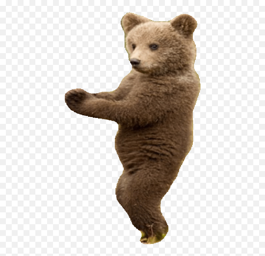List Of Synonyms And Antonyms The Word Transparent Bear - Animated Dancing Bear Gif Png,Antonym For Transparent