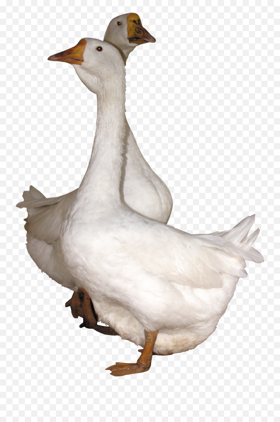 Duck Png Transparent Background Image For Free Download 4 - Goose Transparent Png,Duck Transparent Background