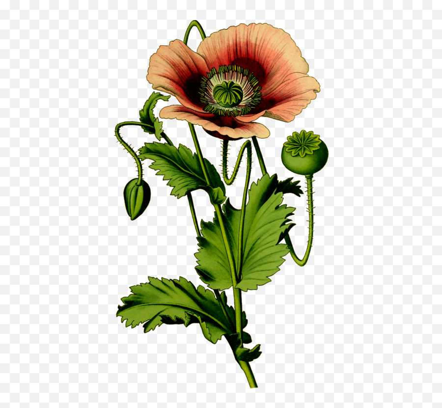 Poppy Flower Png Images Collection For Poppies