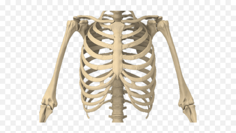 Rib Cage Transparent Png - Stickpng Rib Cage Transparent,Cage Png