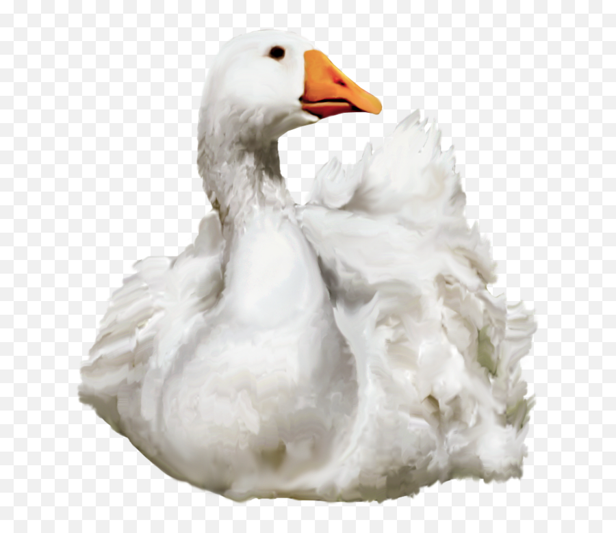 Download - Swimming Duck Png,Duck Png