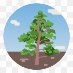 Vegetation Nature Tree Canary Pine Flora Free Icon - Icono De Flora Png