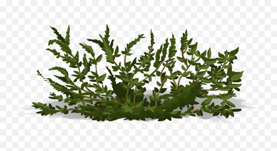 Download Bushes Png Image Background - Transparent Background Bush Png,Bushes Transparent