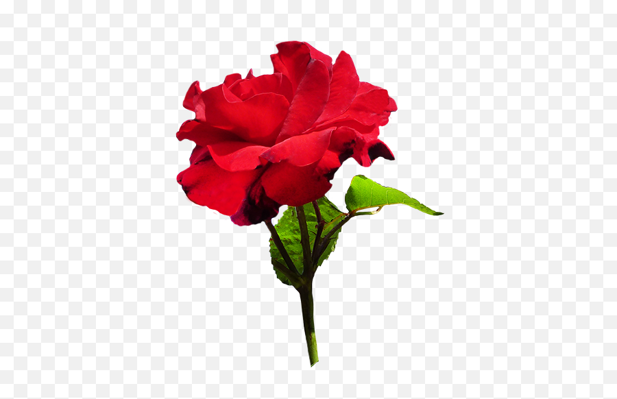 Download Red Rose With Green Leaves - Velvet Rose Png Full Wedding Flowers And Rings,Red Rose Png