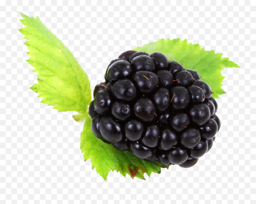 Blackberry With Leaves Png Image - Blackberries Leaf Png,Berries Png