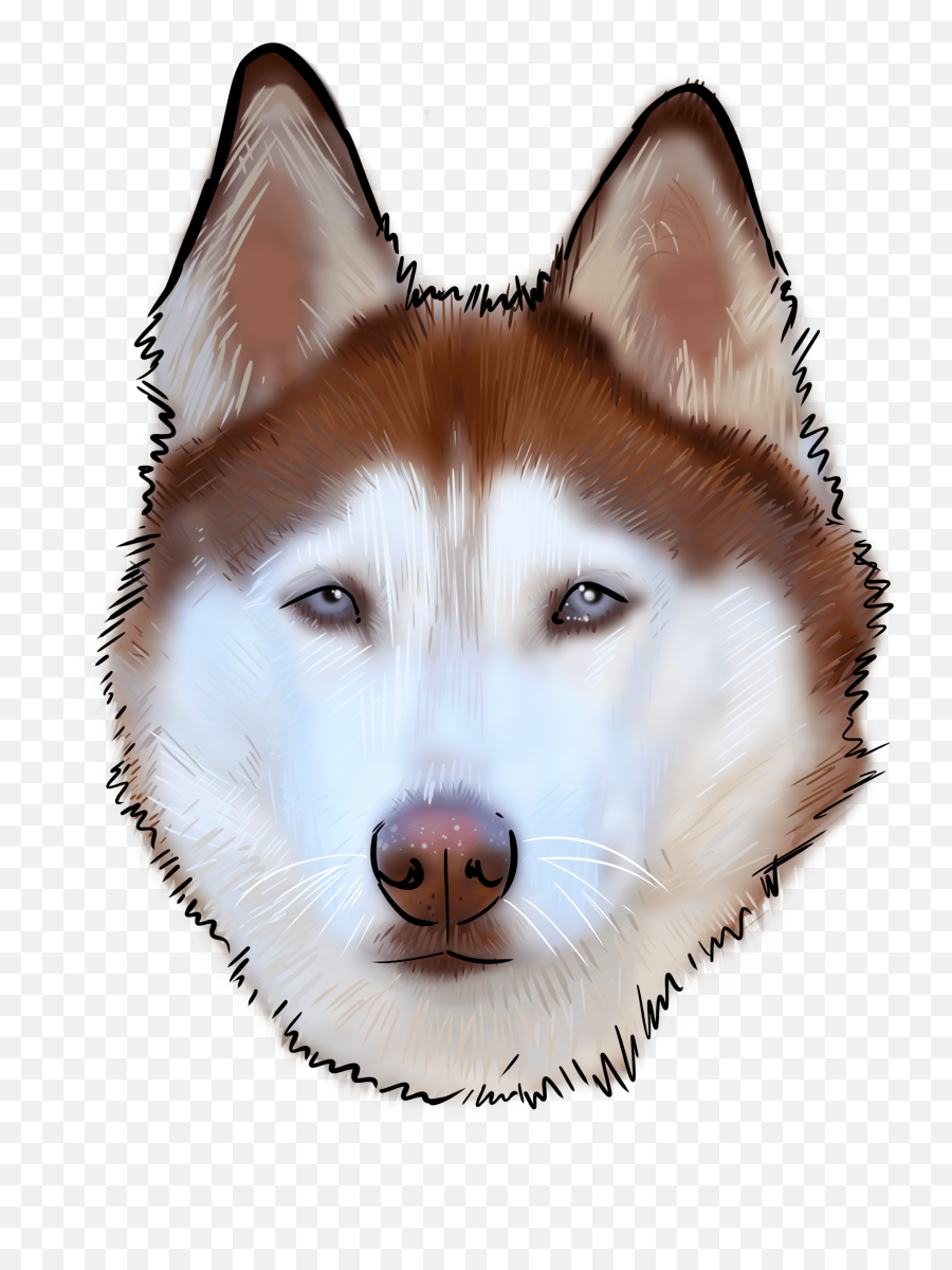 65 Husky Why Are You A Dog - Sakhalin Husky Png,Husky Png