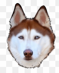 65 Husky Why Are You A Dog - Sakhalin Husky Png,Husky Png