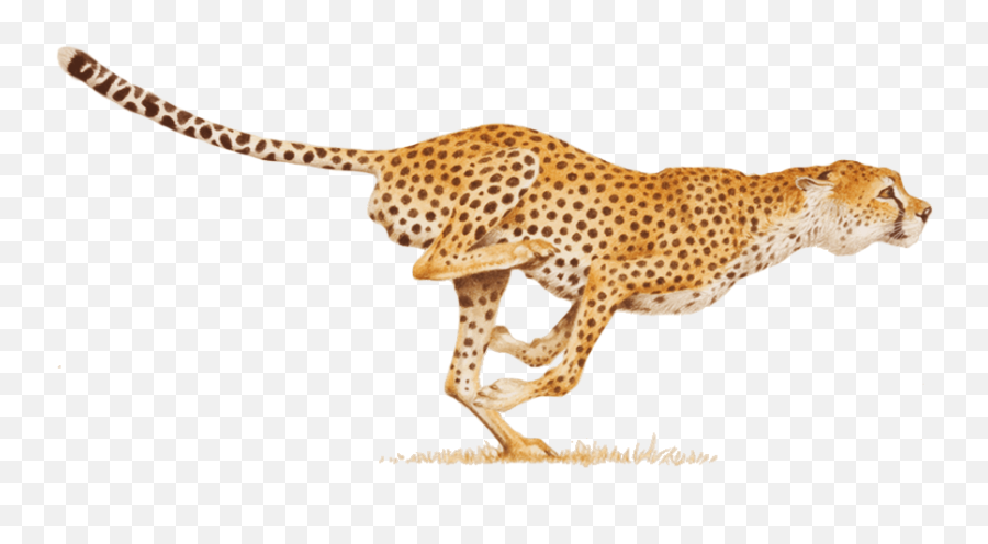 Jaguar Clipart Transparent - Cheetah Png Clipart,Jaguar Png