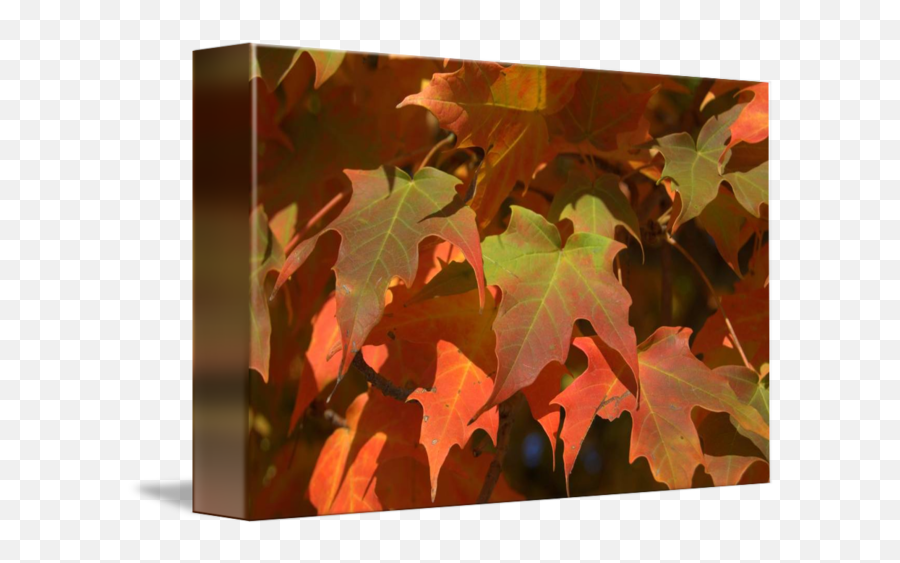 Fall Color By Masako Simmons - Maple Leaf Png,Fall Leave Png