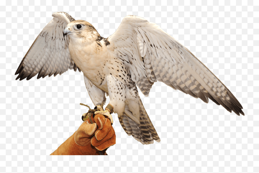 Falcon Transparent Background Png - Transparent Background Falcon Png,Falcon Png