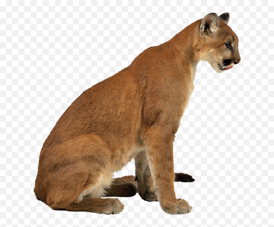 Download Cougar Lynx Leopard Eurasian Cheetah Free Hq Image - Serval Png,Cougar Png