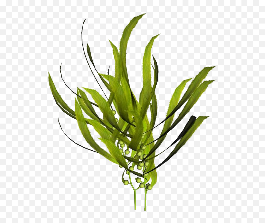 Macrocystis Pyrifera Kelp Seaweed - Seaweed Kelp Transparent Background Png,Seaweed Png