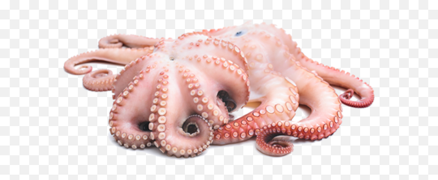 Octopus Vector Hd Png Free - Octopus Png,Octopus Transparent Background