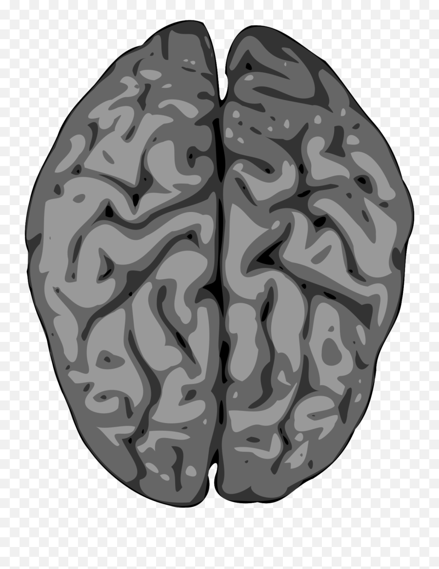 Download Free Vector Grey Brain Clip Art - Brain And Spinal Copyright Free Human Brain Png,Brain Vector Png