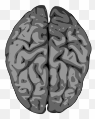 Download Free Vector Grey Brain Clip Art - And Spinal Copyright Human png