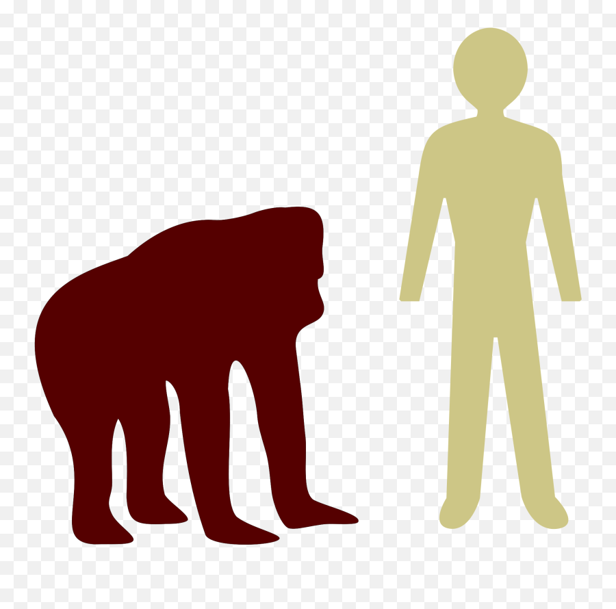 Orangutanhuman Comparison Svg Orangutan Size Voile Rouge Png