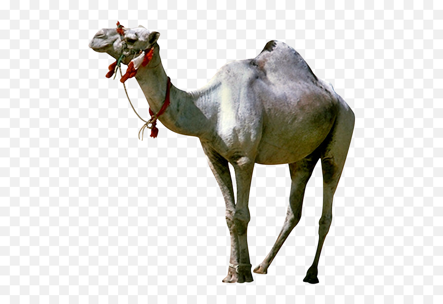 Camel Gif Animated Film Giphy - Camel Png Download Animated Gif Camel Gif,Camel Transparent