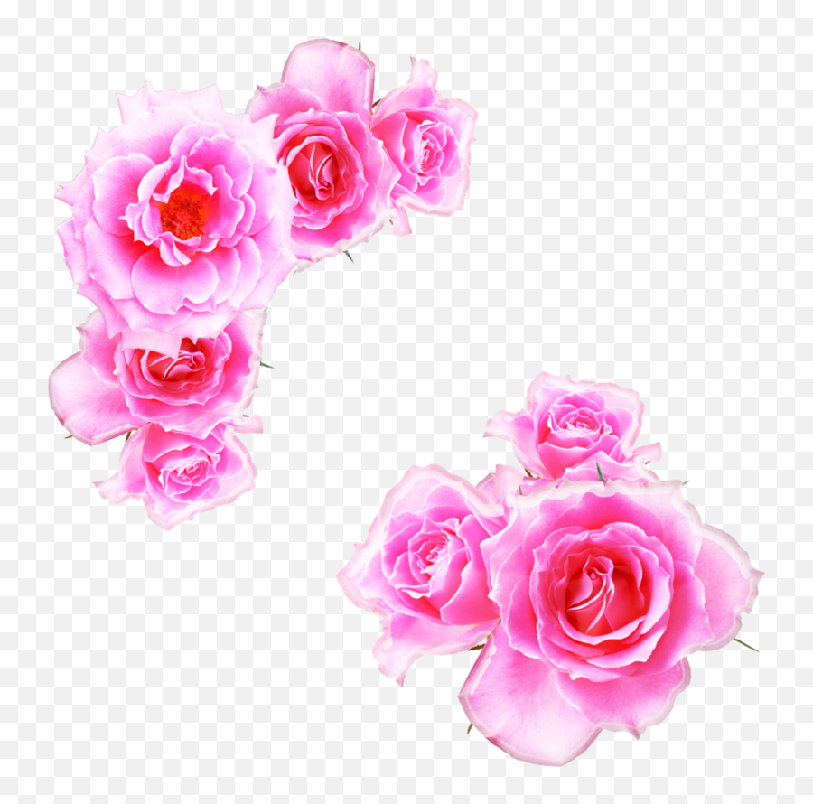 Pink Rose Png Free Download - Bright Pink Flower Png,Pink Roses Png
