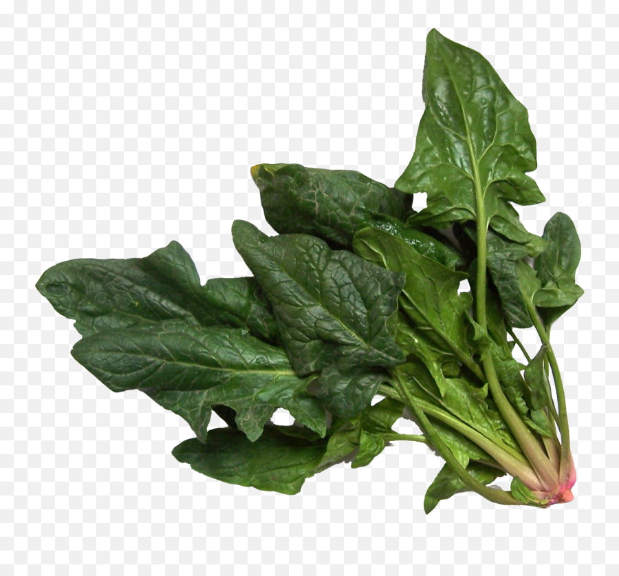Spinach Png Image For Free Download - Spinach,Spinach Png
