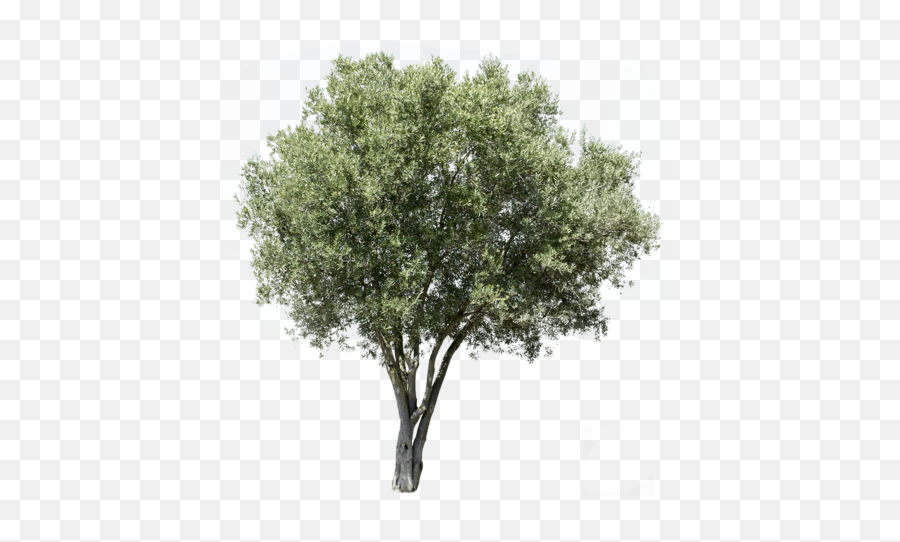 Mediterranean Trees - Transparent Background Olive Tree Png,Tree Cutout Png