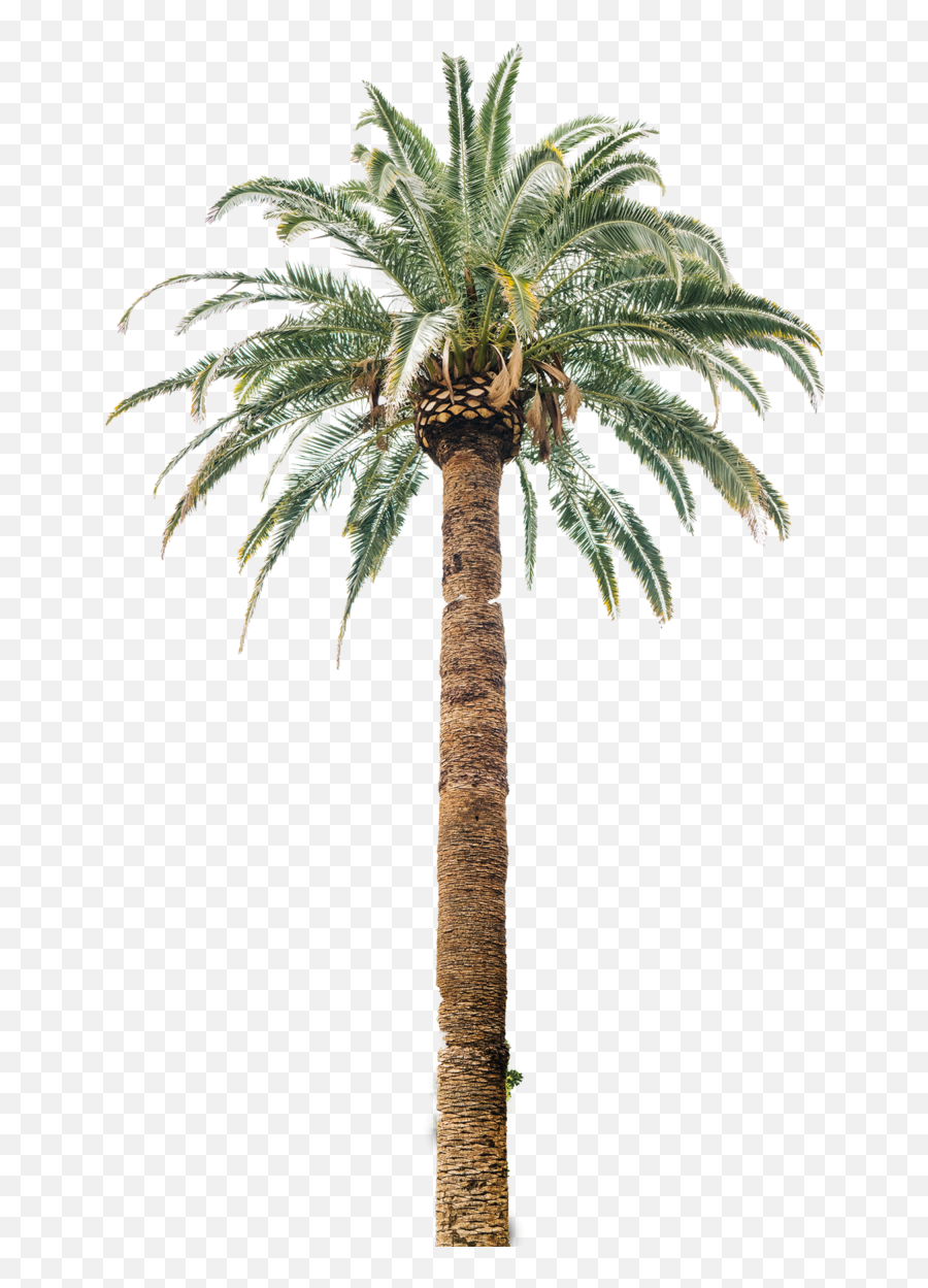 Palm Tree Pngs Free Files In - Mövenpick Resort Sharm El Sheikh,Palms Png