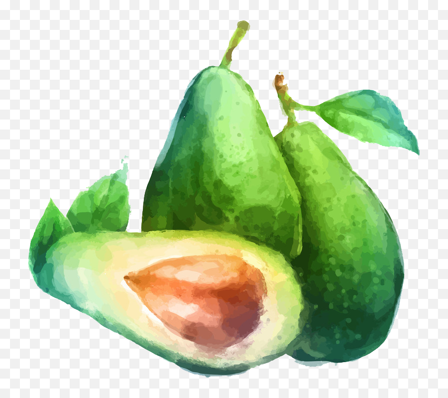 Avacado Png - Watercolor Avocado Png,Avacado Png