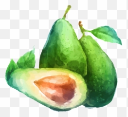 Avacado Png - Watercolor Avocado Png,Avacado Png