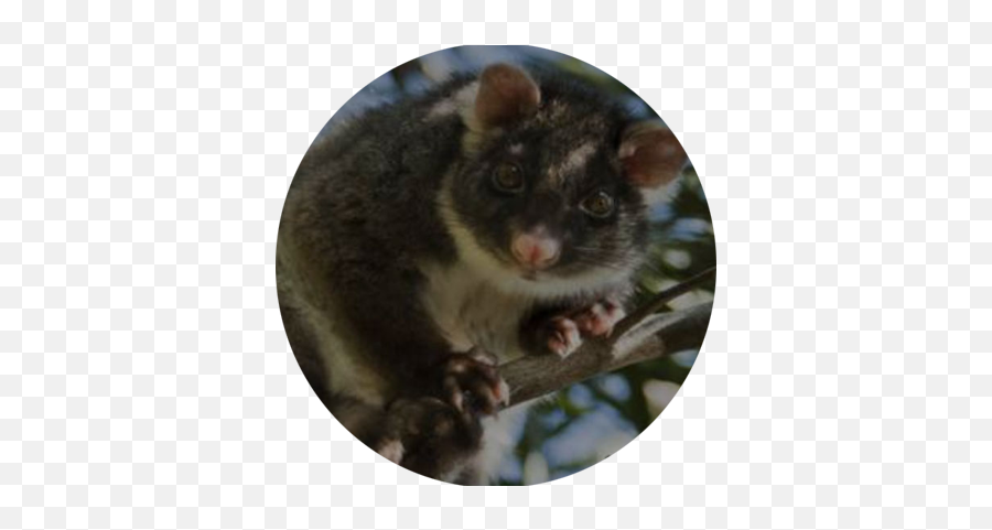 Possum - Possum Png,Opossum Png