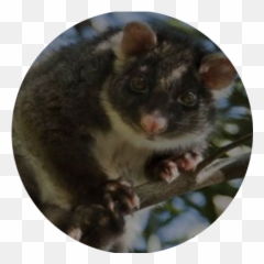 Possum - Possum Png,Opossum Png