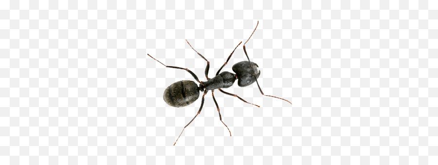 Ants Control - Little Black Ant Png,Ants Png