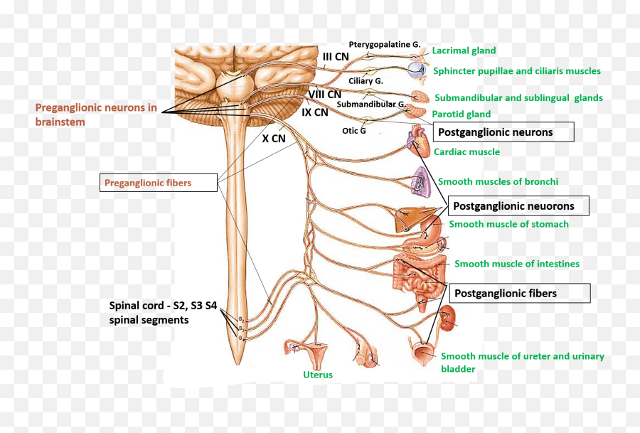 Nervous System Png - Does Vagus Nerve Innervate,Nervous System Png