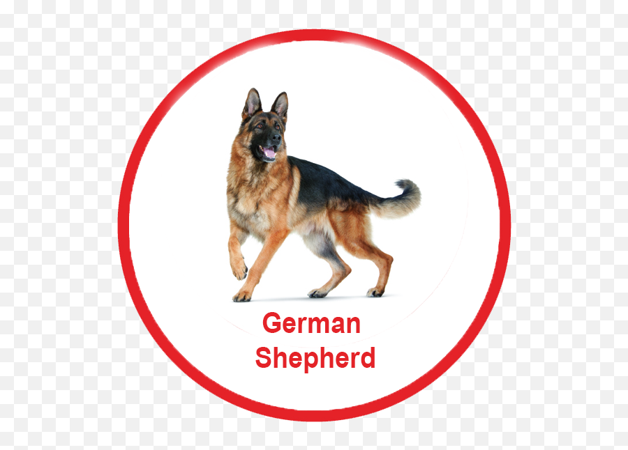 Download Royal Canin Malaysia - German Shepherd Png,German Shepherd Png