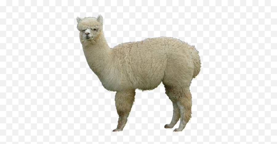 About Alpacas Health And - Alpaca Transparent Background Png,Alpaca Png