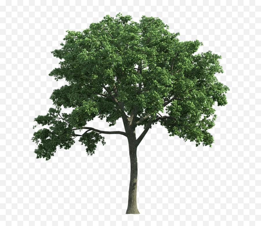 Oak Tree Png Free Image - Ulmus Png,Oak Tree Png