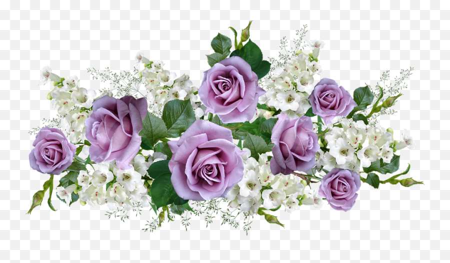 Flowers Mauve Roses - Free Photo On Pixabay Letras Feliz Aniversário Lilás Png,Png Flowers
