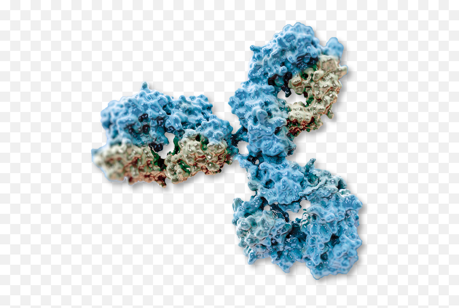 Monoclonal Antibody Production - Mouse Antibody Production Map Test Png,Antibody Png