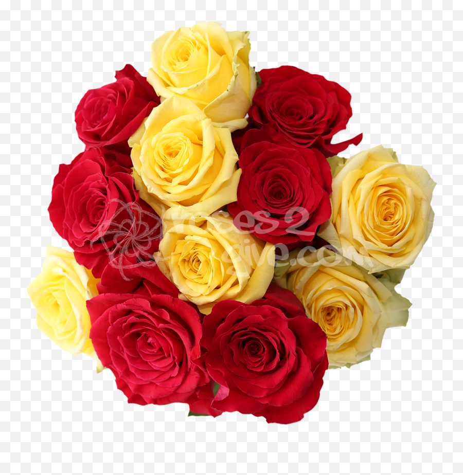Buy Best Valentines Red - Yellow Red Rose Flower Png,Yellow Roses Png