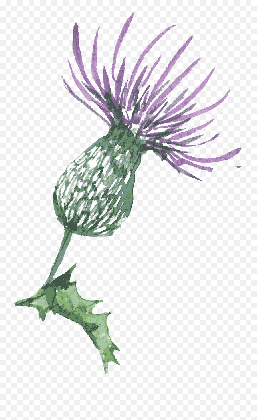 Download Free Png Blue Thistle Flowers Transparent - Thistle Transparent Background,Blue Flowers Png