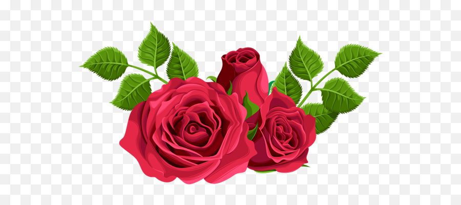 Rose Png Flower Images Free Download - Hybrid Tea Rose Png,Real Rose Png
