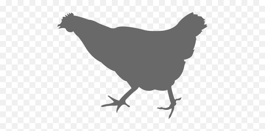 Chicken Vector Graphics Silhouette The Broad - Chicken Png Desi Chicken,Chicken Png
