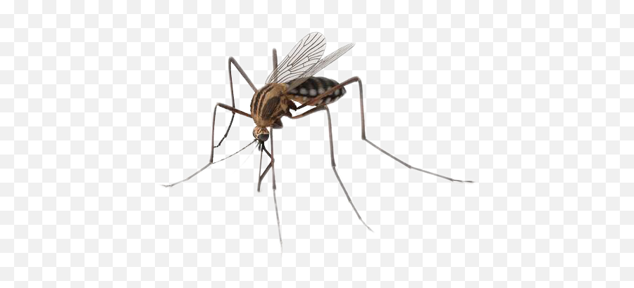 Mosquito Insect - Mosquito Png,Mosquito Transparent