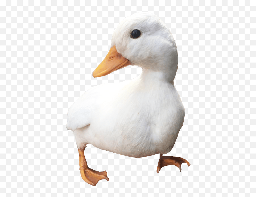 White Duck Png Free Download - Transparent Background Duck Transparent,Duck Png