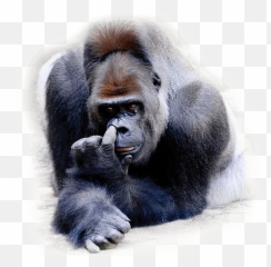 Nose - Gorilla Picking Png