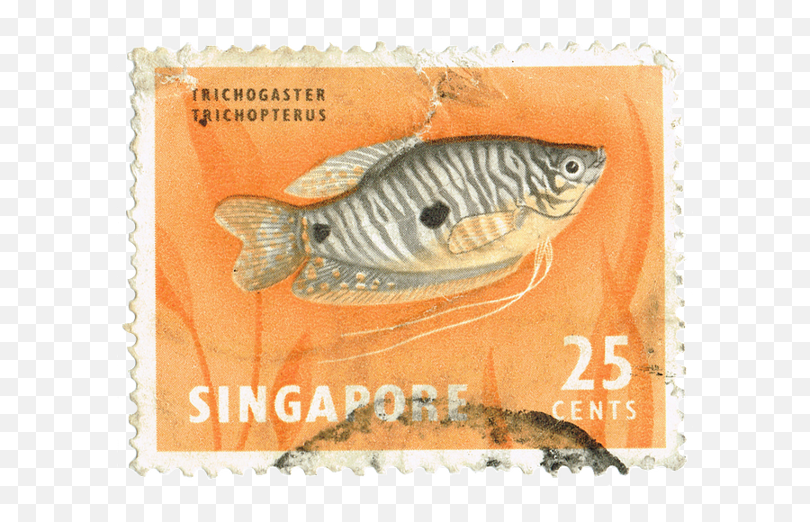 About Just Anotherangler - Three Spot Gourami Png,Orthodox Laminated Icon Cards