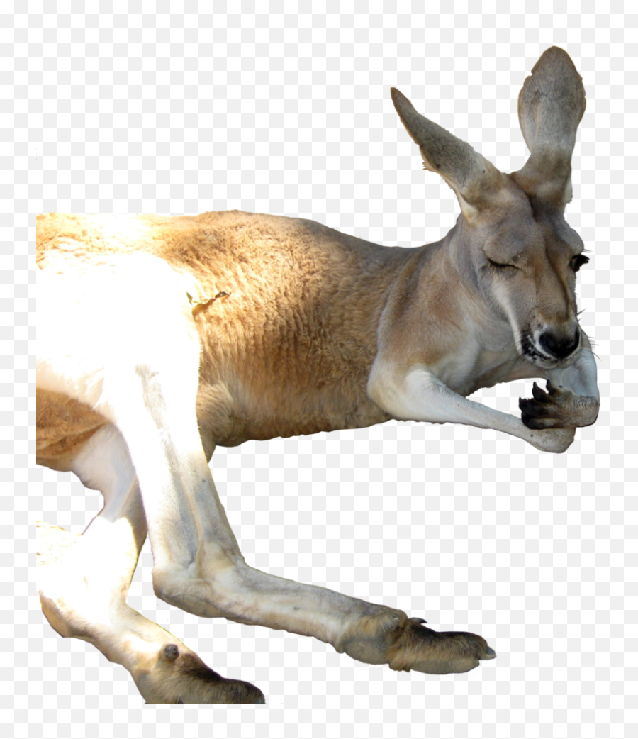 Kangaroo Png - Portable Network Graphics,Kangaroo Transparent Background