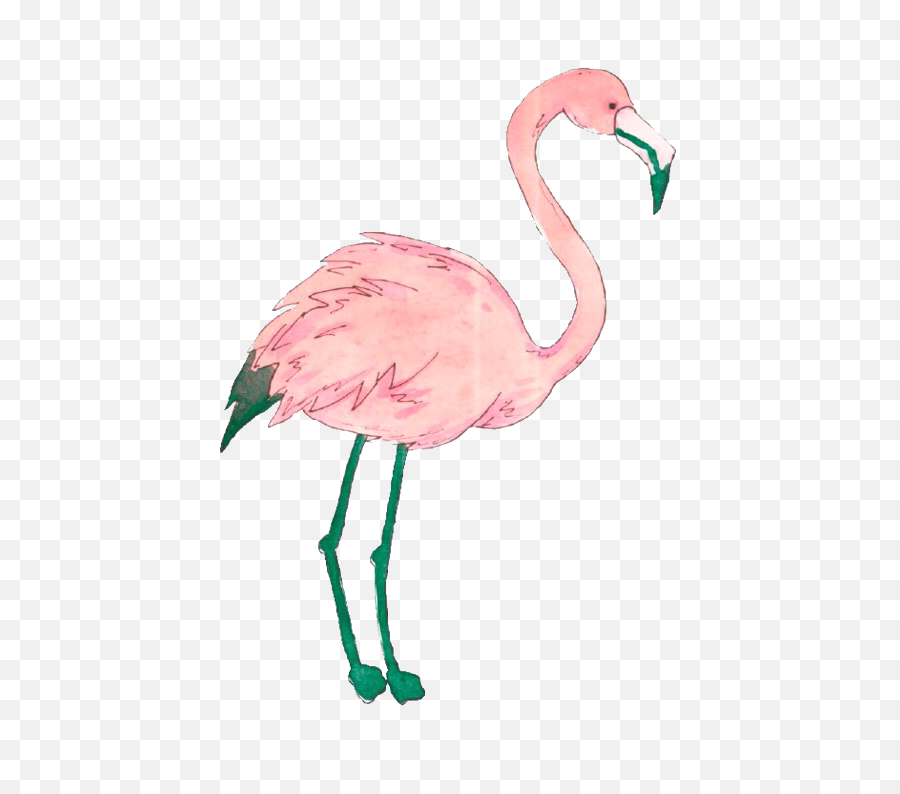Download Flamingo Png Tumblr - Flamingo Sticker Tumblr Png Flamingo Png,Flamingo Transparent Background