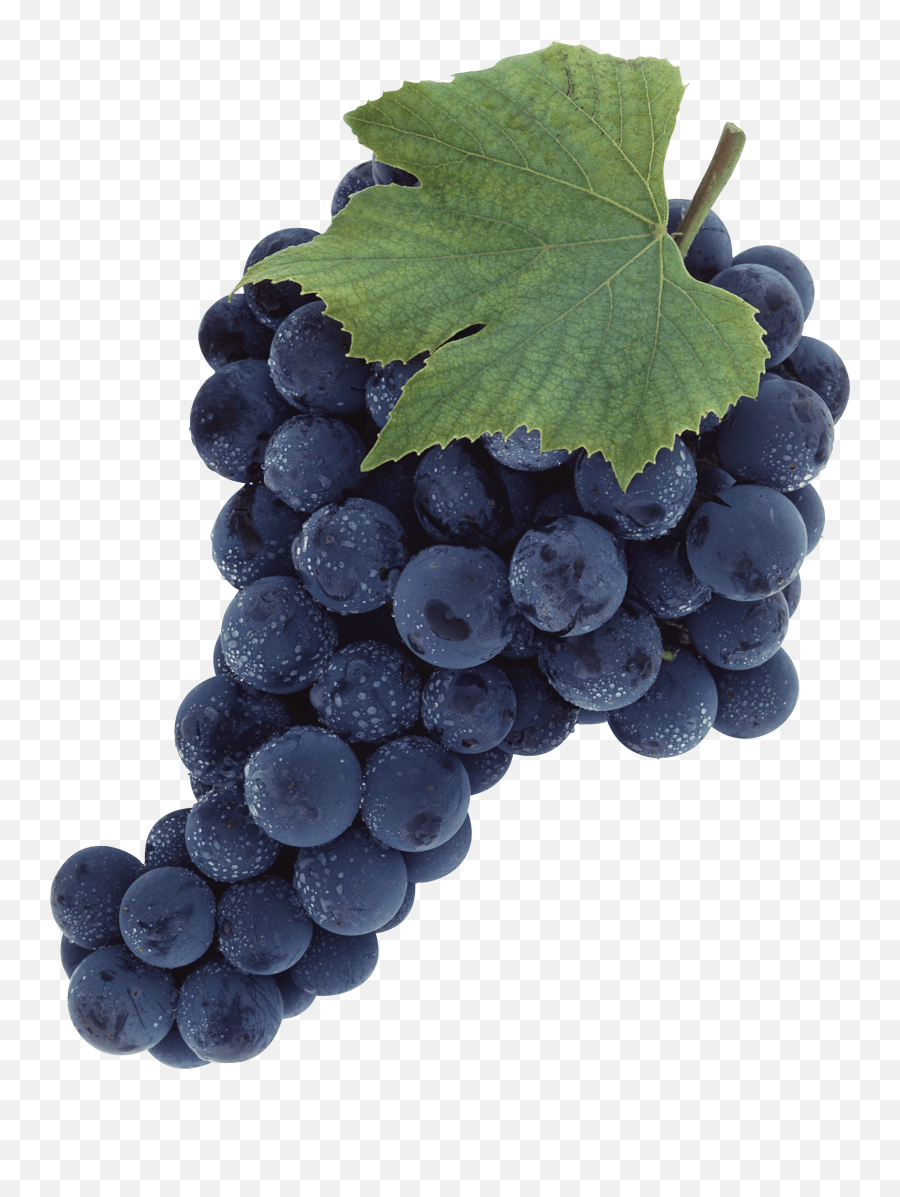 Grape Clip Art - Black Grapes Png,Grapes Png