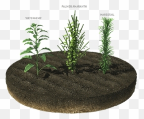 Xtendflex Soybeans Bayer Traits - Houseplant Png,Weeds Png