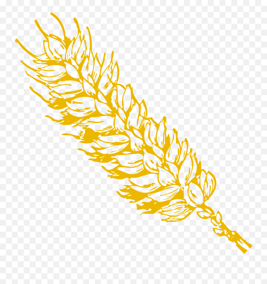 Wheat Grains Grain - Free Vector Graphic On Pixabay Wheat Clip Art Png,Wheat Transparent Background
