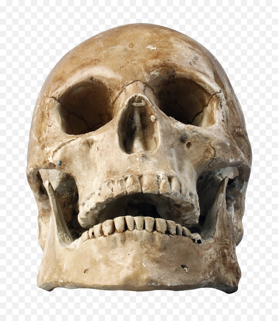 Skull Head Png 3 Image - Head Skeleton Png,Skull Head Png